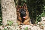 BERGER ALLEMAND 020